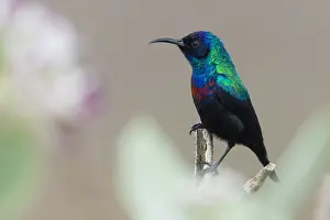 Passeriformes Species Drucke: Shining Sunbird