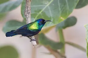 Adult Male Bird Drucke: Shining Sunbird