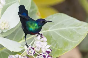 Adult Male Bird Drucke: Shining Sunbird