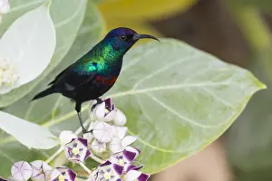 Passeriformes Birds Drucke: Shining Sunbird