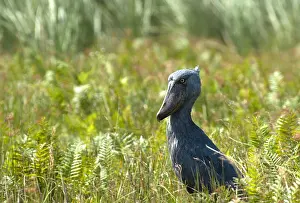 Shoebill Bird Drucke: Shoebill, Balaeniceps rex