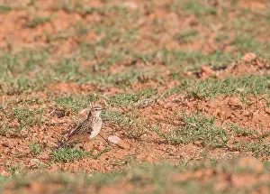 South African Bird Species Drucke: Short-clawed Lark, Certhilauda chuana