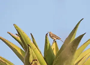 South African Bird Species Drucke: Short-clawed Lark, Certhilauda chuana
