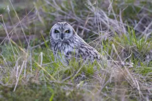 Asio Flammeus Species Drucke: Short-eared Owl