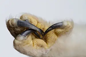 Bilder Datiert 7. Januar 2021: Kurzschnabel-Uhu, Asio flammeus.