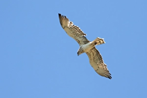 Eagle Wildlife Photography Drucke: Short-toed Eagle, Circaetus gallicus