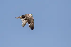 Juvenile Bird Of Prey Drucke: Short-toed Eagle, Circaetus gallicus
