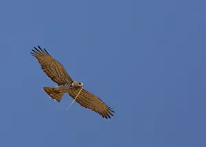 Bilder Datiert 24. August 2019: Schmalkopfgeier, Circaetus gallicus.