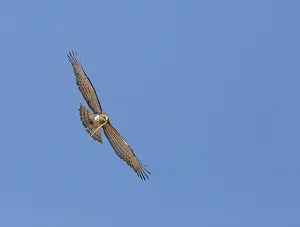 Sperberkehl-Eule, Circaetus gallicus.