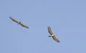 Raptor In Flight Drucke: Short-toed Eagle, Circaetus gallicus