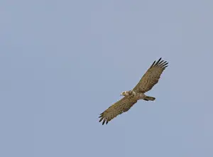 Raptor In Flight Drucke: Short-toed Eagle, Circaetus gallicus