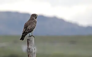 European Nature Reserve Animals Drucke: Short-toed Eagle, Circaetus gallicus