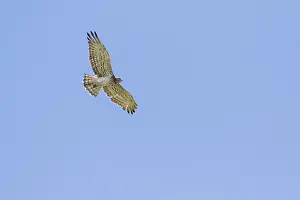 Adult Bird In Flight Drucke: Short-toed Eagle, Circaetus gallicus