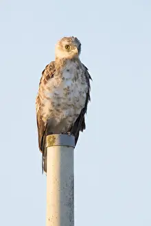 Wildlife In Italy Drucke: Short-toed Eagle, Circaetus gallicus