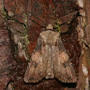 Bilder Datiert 23. September 2005: Schattenförmige Dartschuss, Fledermaus-Uhu.