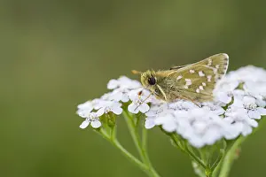 European Skipper Butterflies Drucke: Silver-spotted Skipper, Hesperia comma