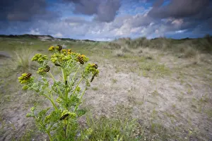 Tyria Jacobaeae Drucke: Sint-jacobsvlinder, The cinnabar