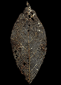 Skeleton of a tree leaf