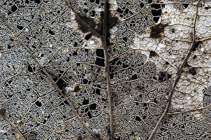 Winter Woodland Scene Drucke: Skeleton of a tree leaf of a Poplar