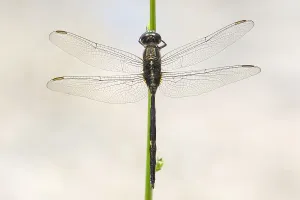 Schlanke Uferlibelle, Schlanke Gleitlibelle, Orthetrum sabina