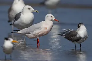 Charadriiformes Family Drucke: Slender-billed Gull