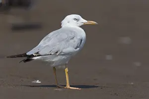 Middle East Bird Species Drucke: Slender-billed Gull