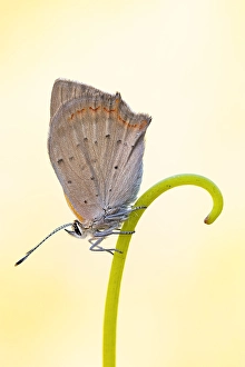 Lycaena Phlaeas Images Drucke: Small Copper, Lycaena phlaeas