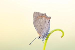 Close Up Nature Photography Europe Drucke: Small Copper, Lycaena phlaeas