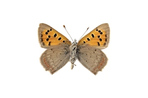 Lycaena Phlaeas Images Drucke: Small Copper, Lycaena phlaeas