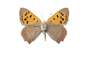 Lycaena Phlaeas Images Drucke: Small Copper, Lycaena phlaeas