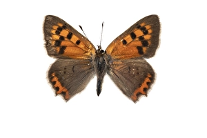 White Background Wildlife Photography Drucke: Small Copper, Lycaena phlaeas
