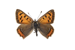 White Background Wildlife Photos Drucke: Small Copper, Lycaena phlaeas