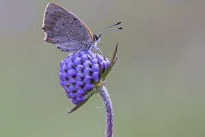 Lycaena Phlaeas Images Drucke: Small Copper, Lycaena phlaeas