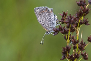 Lycaena Phlaeas Images Drucke: Small Copper, Lycaena phlaeas