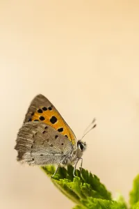 Lycaena Phlaeas Images Drucke: Small Copper, Lycaena phlaeas