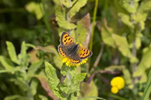 Lycaena Phlaeas Species Drucke: Small Copper, Lycaena phlaeas