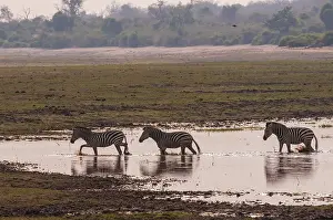 Mammals In Africa Drucke: A small group of common zebras