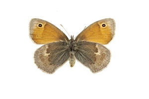 Lepidoptera Species Identification Drucke: Small Heath, Coenonympha pamphilus