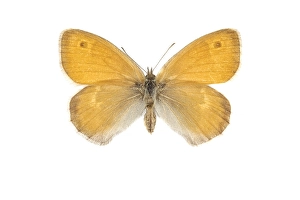 Klein Heath, Coenonympha pamphilus