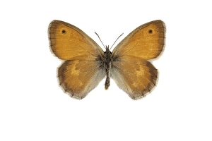 Bilder Datiert 17. März 2021: Klein Heath, Coenonympha pamphilus