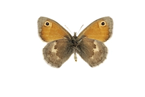 Butterfly Conservation Efforts Drucke: Small Heath, Coenonympha pamphilus