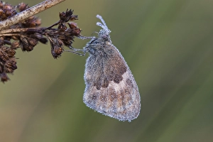 Small Heath Butterfly Drucke: Small heath; Coenonympha pamphilus