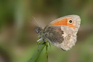 Small Heath Butterfly Drucke: Small Heath, Coenonympha pamphilus