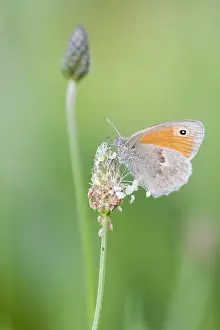Small Heath Butterfly Drucke: Small Heath, Coenonympha pamphilus