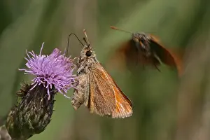 Small Skipper Butterfly Drucke: This Small Skipper is enjoying the nectar, but not for long