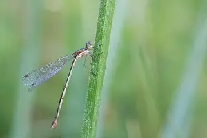 Small spreadwing