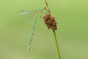 Kleinflügel-Azurjungfer, Lestes virens