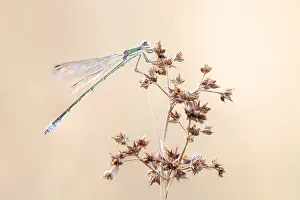 August Drucke: Kleinflügel-Weberschmetterling; Lestes virens