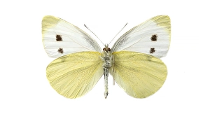 White Background Insects Drucke: Small White, Pieris rapae