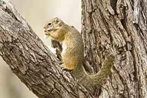 South African Mammals Drucke: Smith's Bush Squirrel, Paraxerus cepapi